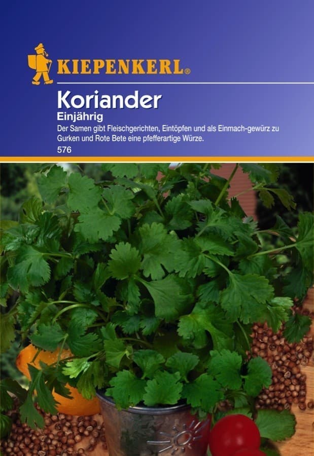 Koriander Caribe