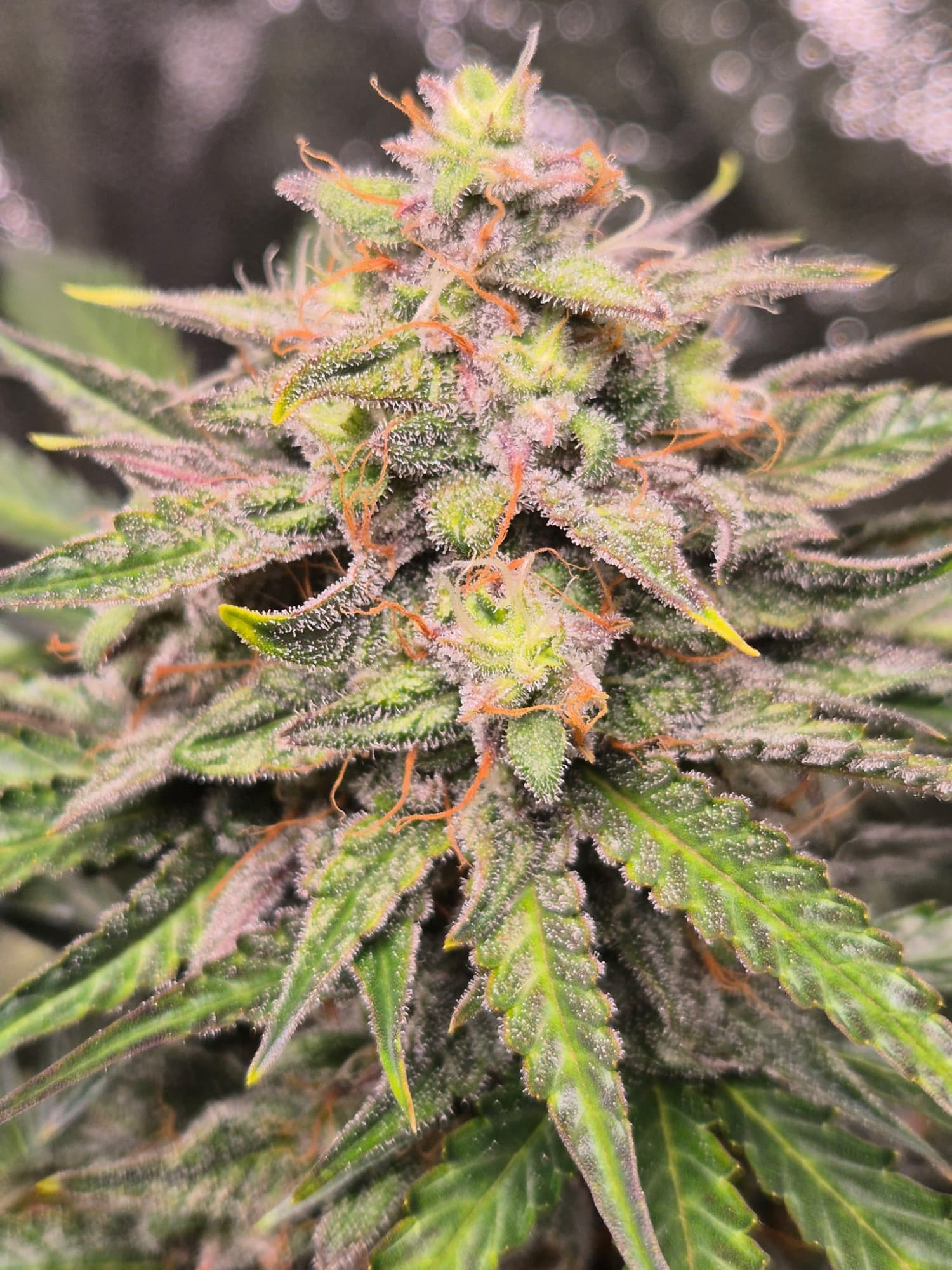 MaxSeeds Purple Punch 1 Stück