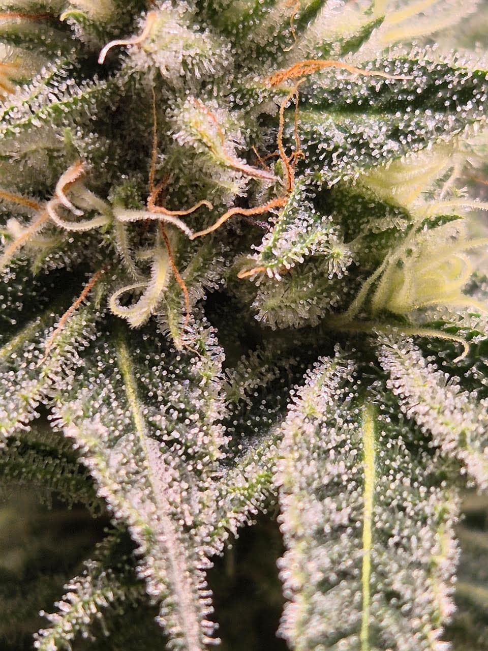 MaxSeeds Oreoz 1 Stück