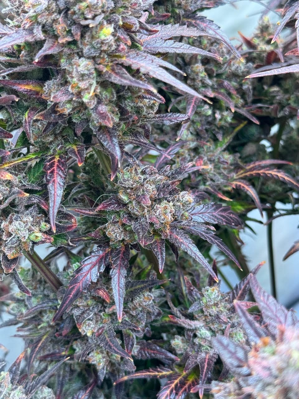 MaxSeeds Blueberry 1 Stück